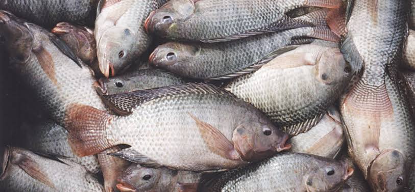 FG to end fish importation, targets aggressive local production