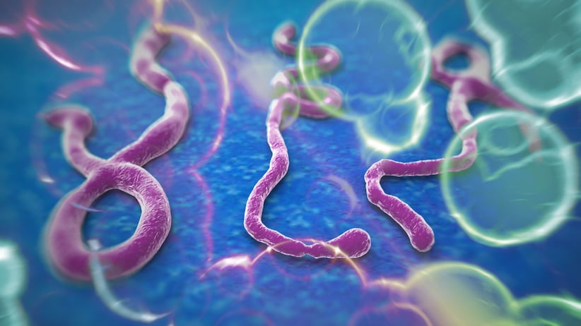 WHO declares Ebola outbreak in DR Congo, Uganda a global health emergency